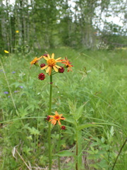 Tephroseris porphyrantha