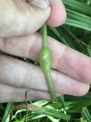 Neolasioptera impatientifolia