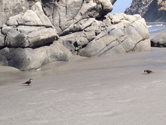 Cinclodes nigrofumosus