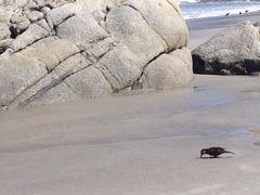 Cinclodes nigrofumosus