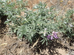Lupinus elatus