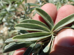 Lupinus elatus