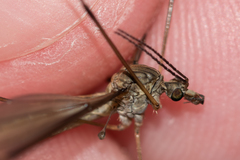 Tipula pierrei