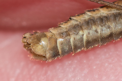 Tipula pierrei