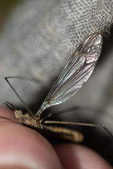 Tipula pierrei