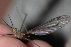 Tipula pierrei