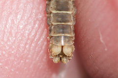 Tipula pierrei