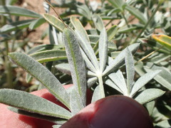 Lupinus elatus