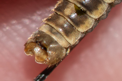 Tipula pierrei