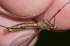 Tipula pierrei