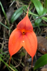 Masdevallia veitchiana