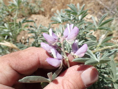 Lupinus elatus