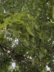 Acer platanoides