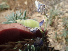 Lupinus elatus