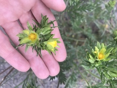 Potentilla litoralis