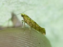 Argyresthia alternatella
