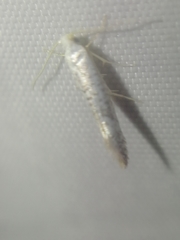 Argyresthia retinella
