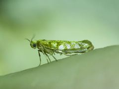 Argyresthia alternatella