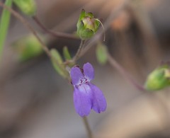 Collinsia parryi