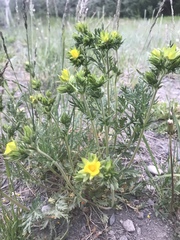 Potentilla litoralis