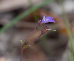 Collinsia parryi