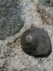 Tegula aureotincta