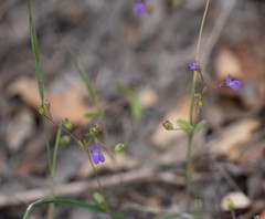 Collinsia parryi