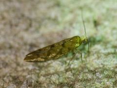 Argyresthia alternatella