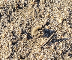 Dasymutilla sackenii