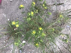Potentilla litoralis