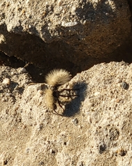 Dasymutilla sackenii