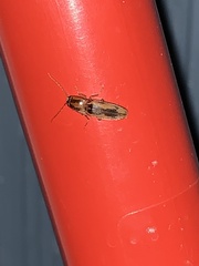 Conoderus vespertinus