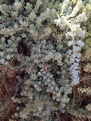 Nolana crassulifolia