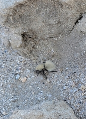 Dasymutilla sackenii