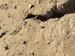 Dasymutilla sackenii