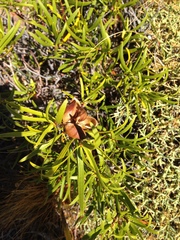 Colliguaja integerrima