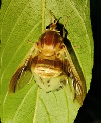 Goniops chrysocoma