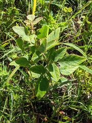 Desmodium floridanum