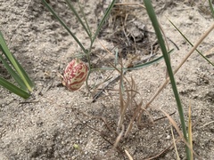 Astragalus ceramicus