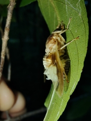 Goniops chrysocoma