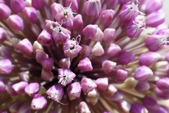 Allium commutatum