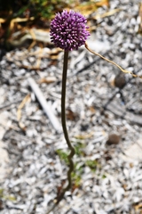 Allium commutatum