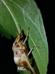 Goniops chrysocoma