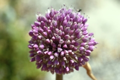 Allium commutatum