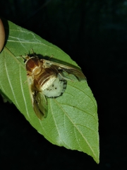 Goniops chrysocoma