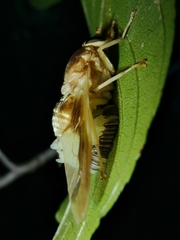 Goniops chrysocoma