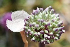 Allium commutatum