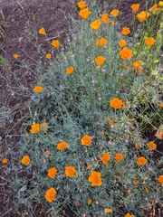 Eschscholzia californica