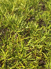 Colliguaja integerrima