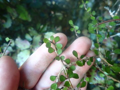 Pittosporum obcordatum